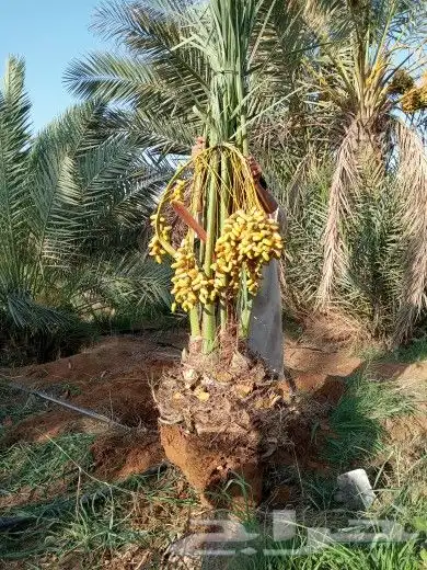 نخل مثمر للبيع اخلاص سكري صقعي شيشي نبوت سيف سلطانه شيشي index