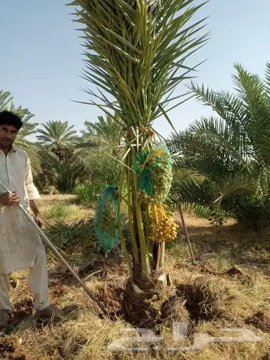 نخل مثمر للبيع اخلاص سكري صقعي شيشي نبوت سيف سلطانه شيشي index