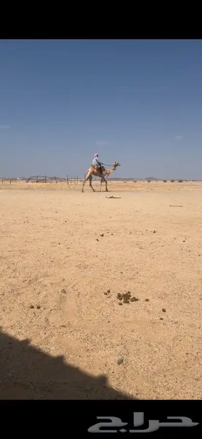ركبي 0