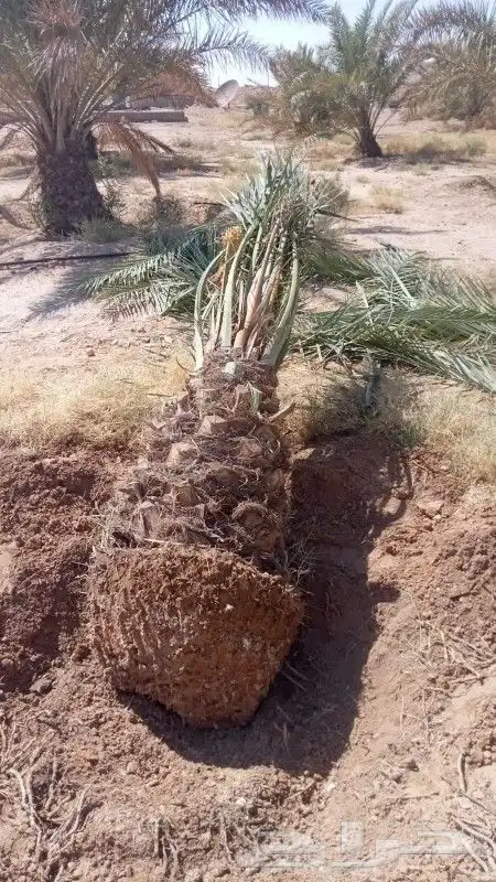 يوجد لديناء جميع انوع الفروخ والنقيل 2