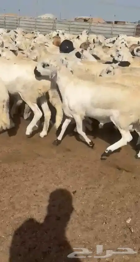 سواكن بيض دمازين 2