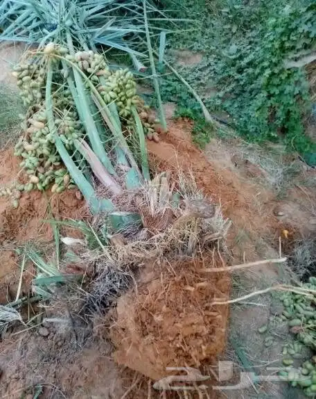 نخيل مثمر للبيع صقعي سكري اخلاص هلالي مجدوله شيشي خضري 6