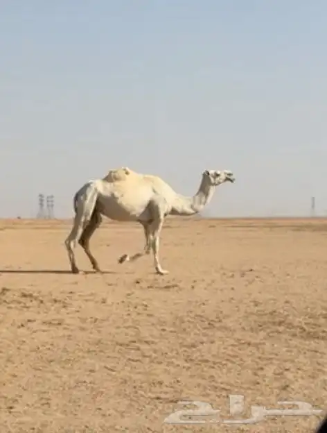 للبيع لقحه وضحا 2