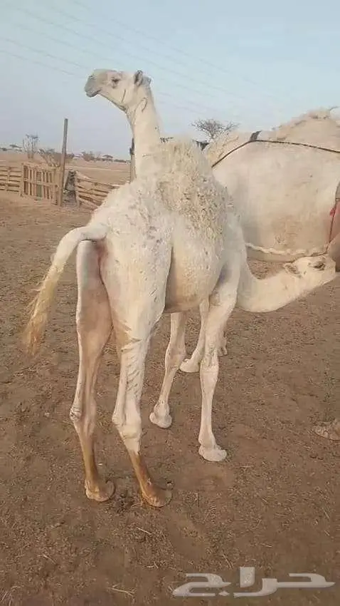 ضرايب تحتها حشوانها قعدان 0