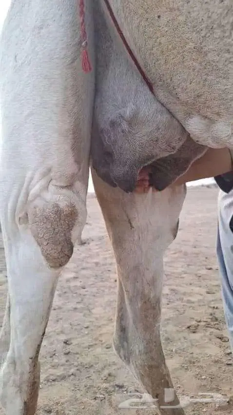 ضرايب تحتها حشوانها قعدان 2