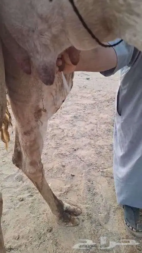ضرايب تحتها حشوانها قعدان 3