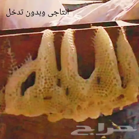 نحل مصري 0