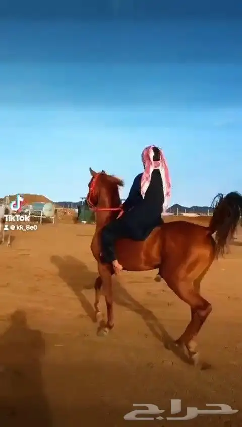 حصان شعبي شيخ 2