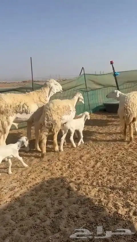 غنم حريات رخال خلفات 7
