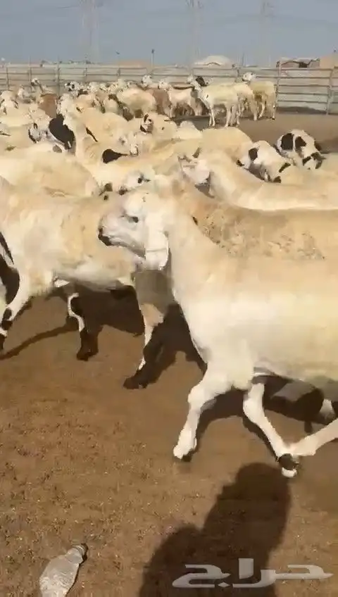 سواكن بيض دمازين 0