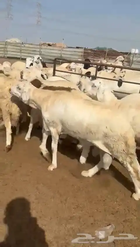 سواكن بيض دمازين 4