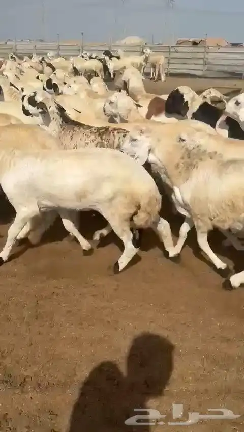 سواكن بيض دمازين 8