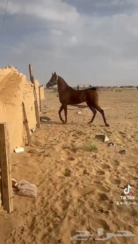 حصان شعبي شيخ 1