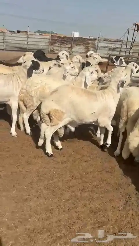 سواكن بيض دمازين 5