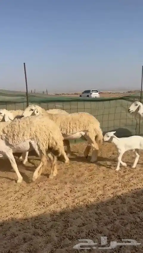غنم حريات رخال خلفات 3