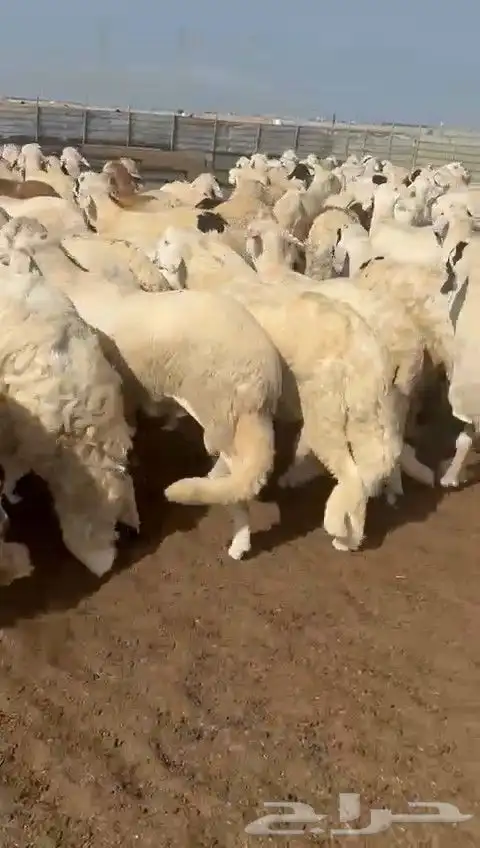 سواكن بيض دمازين 1