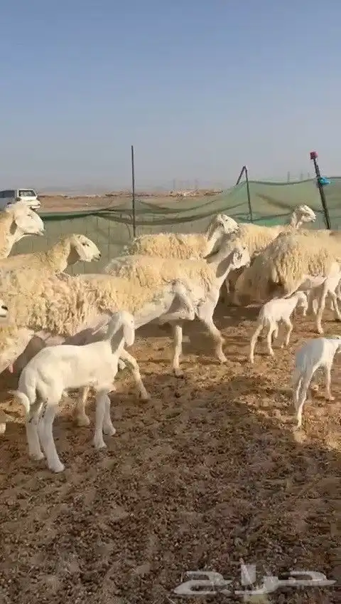 غنم حريات رخال خلفات 9