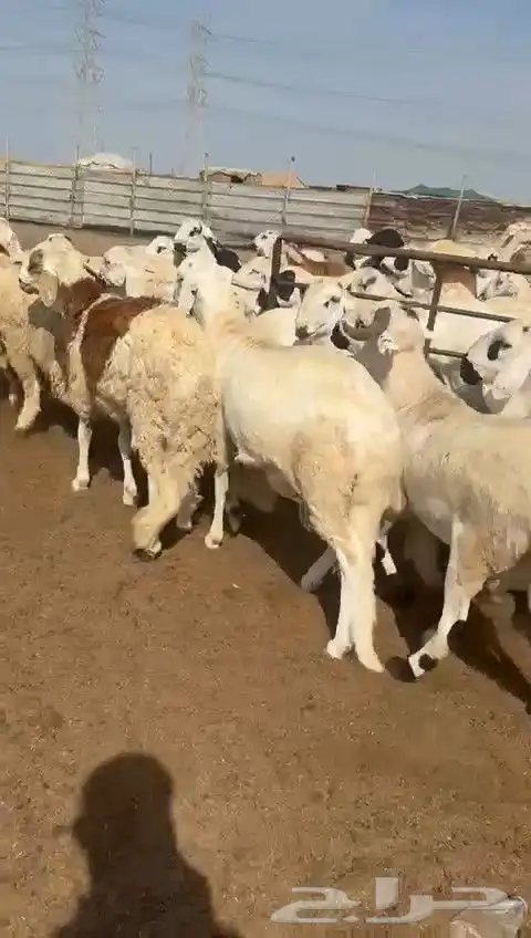 سواكن بيض دمازين 7