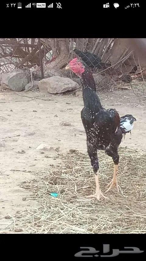 دجاج باكستاني 2