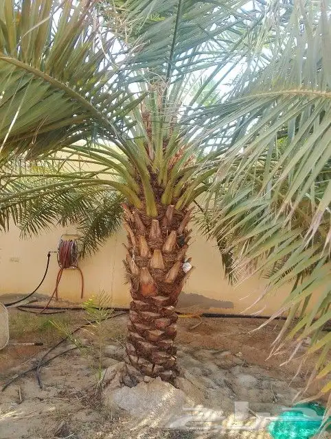 نخل نوايع للبيع صقعي وخلاص 2