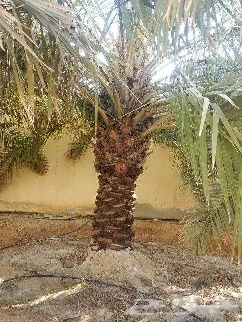 نخل نوايع للبيع صقعي وخلاص 0