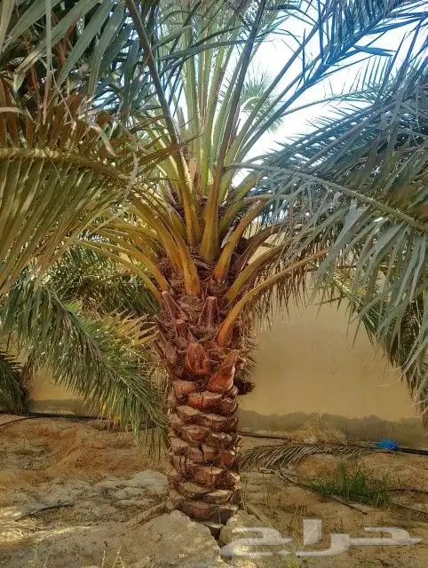 نخل نوايع للبيع صقعي وخلاص 1