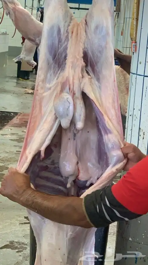 ذبايح مزرعة مرابي عسير 26