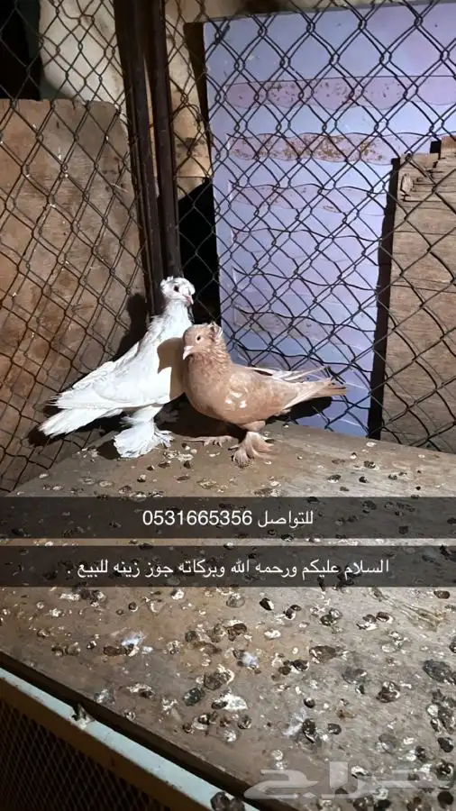 حمام زينه جوز 0