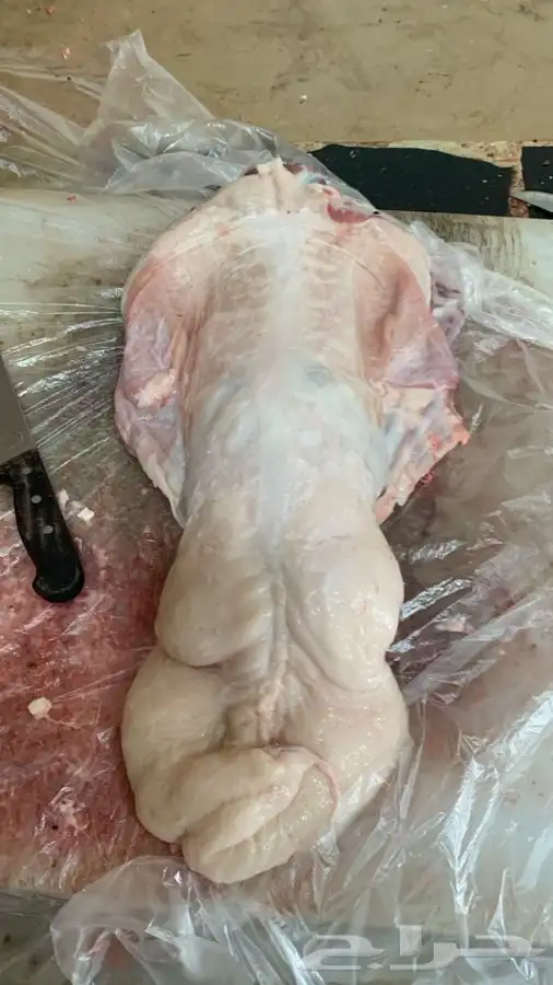 ذبايح مزرعة مرابي عسير 29