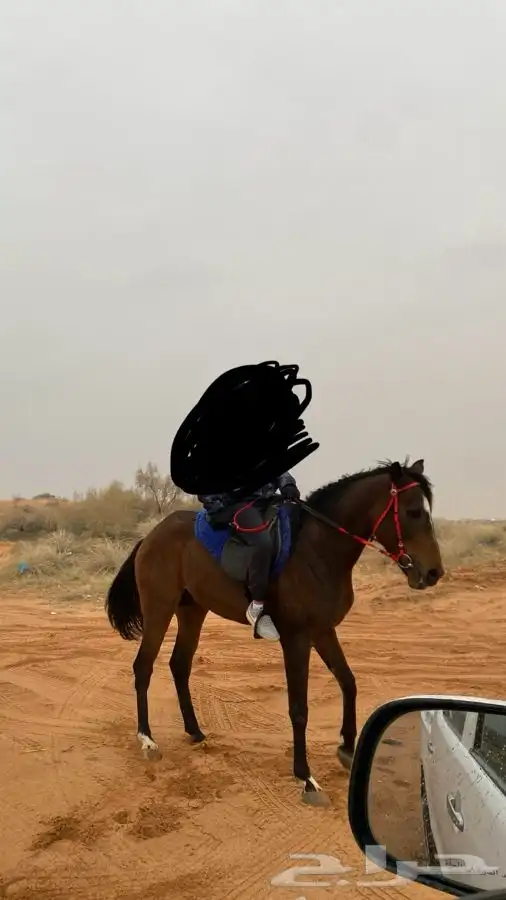 حصان واهو خط سرعة 8