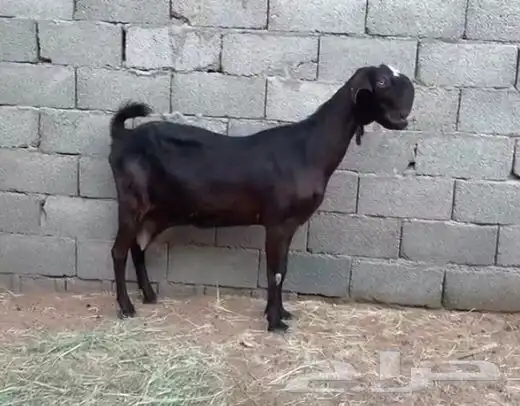 عنز شاميه 0