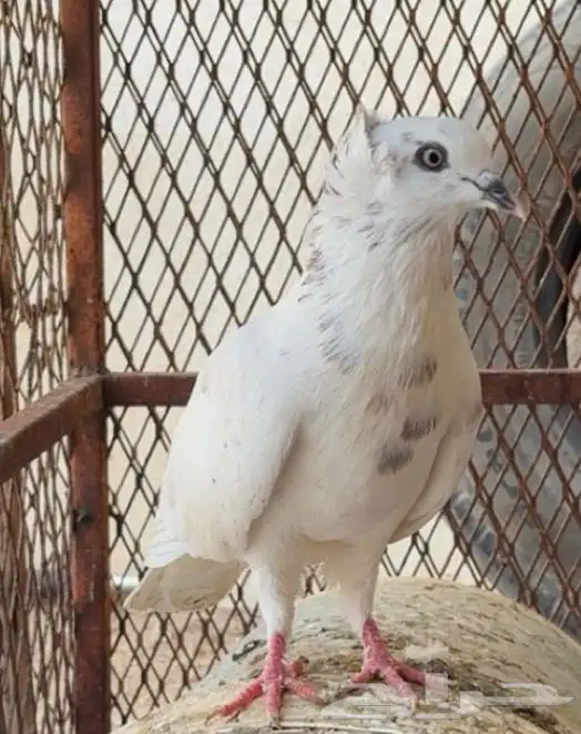 حمام سوداني 1
