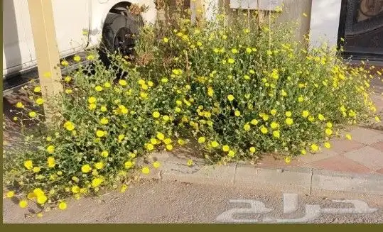 بذور ازهار الوسمي و الربيع البرية 2