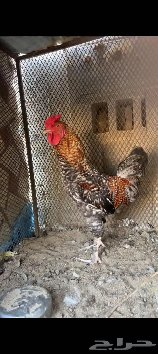 للبيع ديكين ودجاجه 0