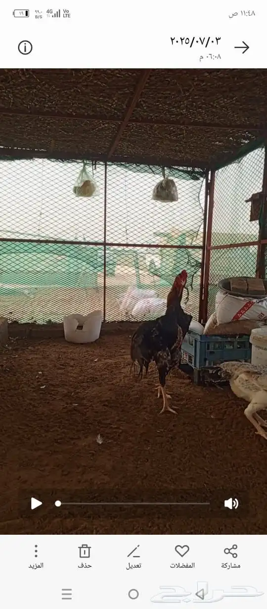 دجاج شامو يباني 3