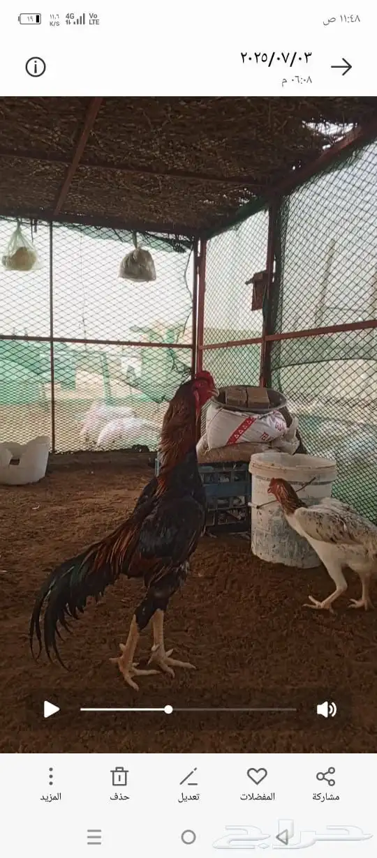 دجاج شامو يباني 2