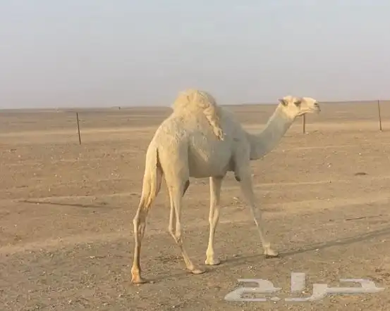 قعود 0
