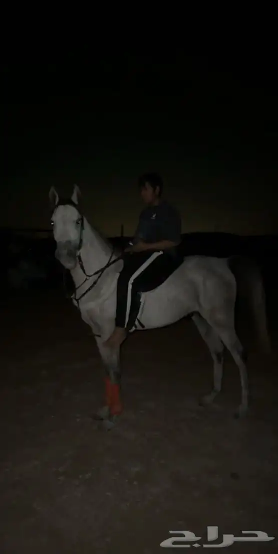 حصان شعبي كفو 1
