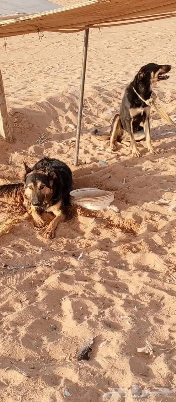كلاب فرنسيه 0