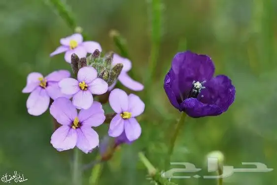 بذور ازهار الوسمي و الربيع البرية 0