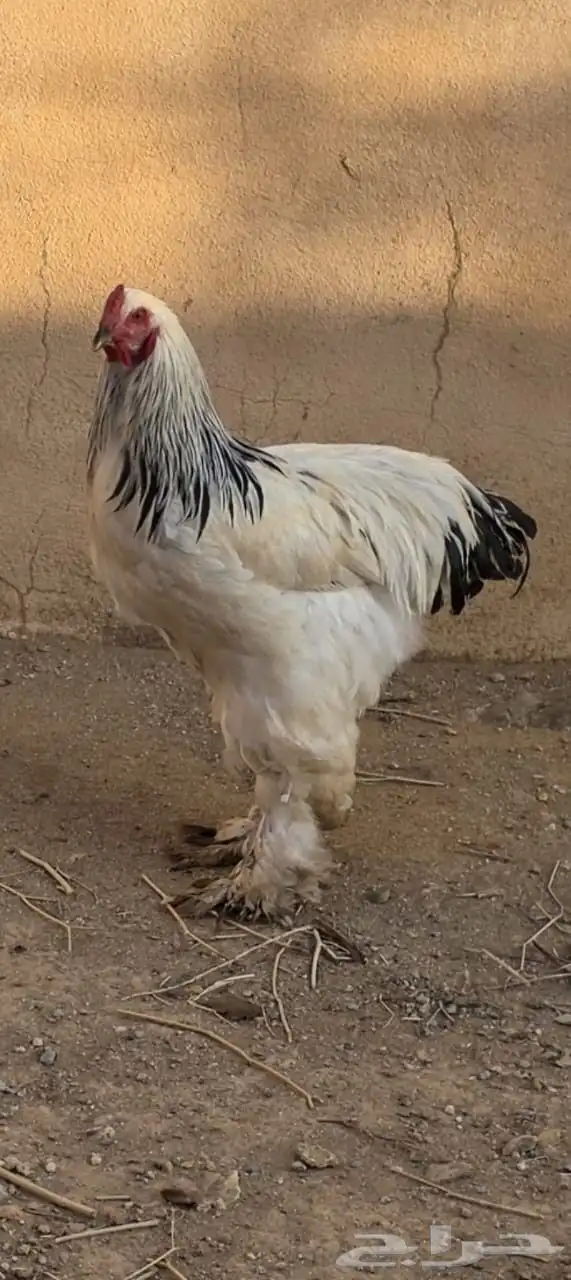 ديك كولومبي جامبو 0