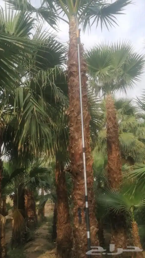 نخل للبيع من جميع المقاسات 23
