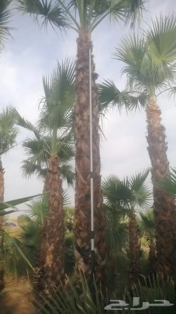 نخل للبيع من جميع المقاسات 20