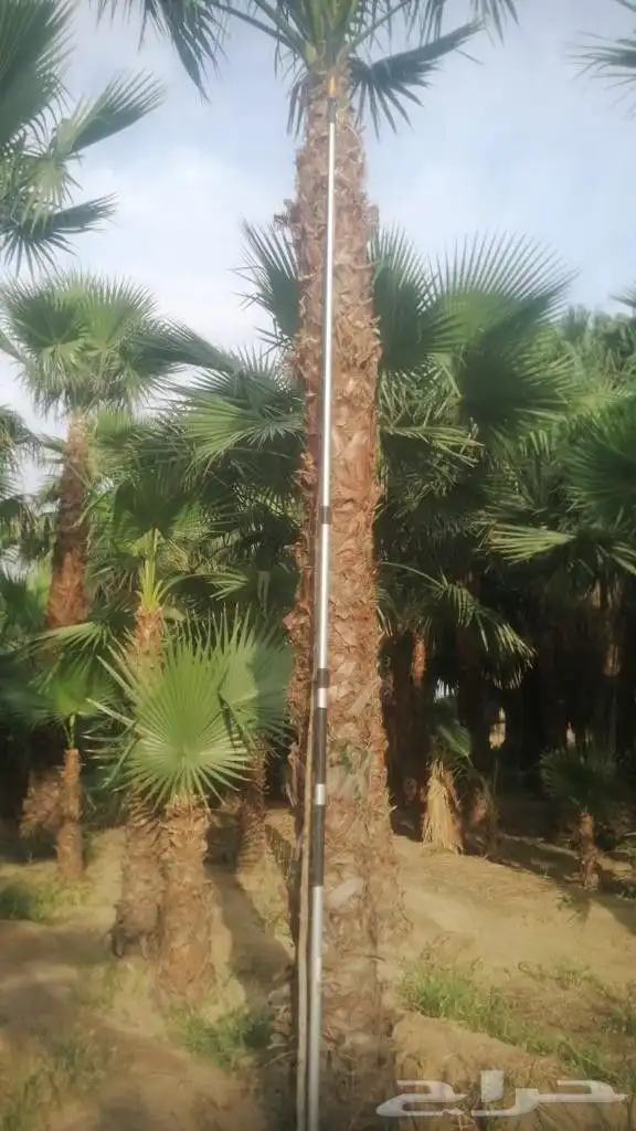 نخل للبيع من جميع المقاسات 24