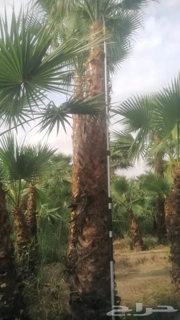 نخل للبيع من جميع المقاسات 22