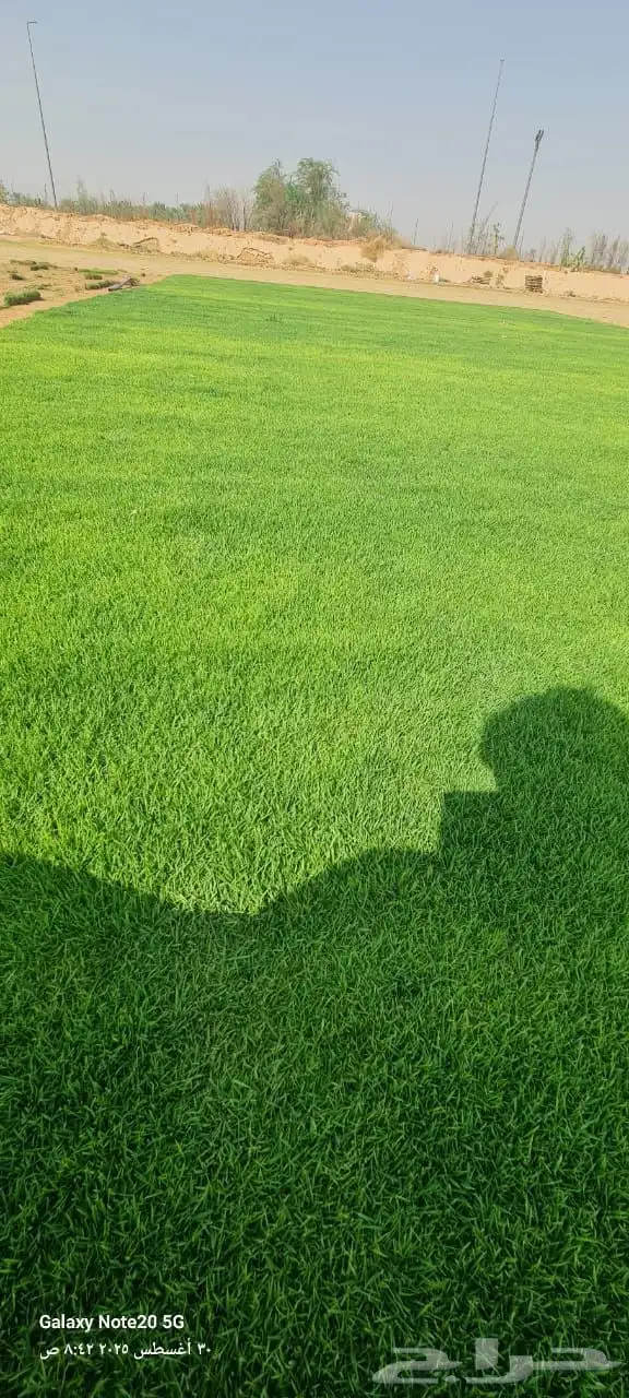 ثيل طبيعي انجيله 0