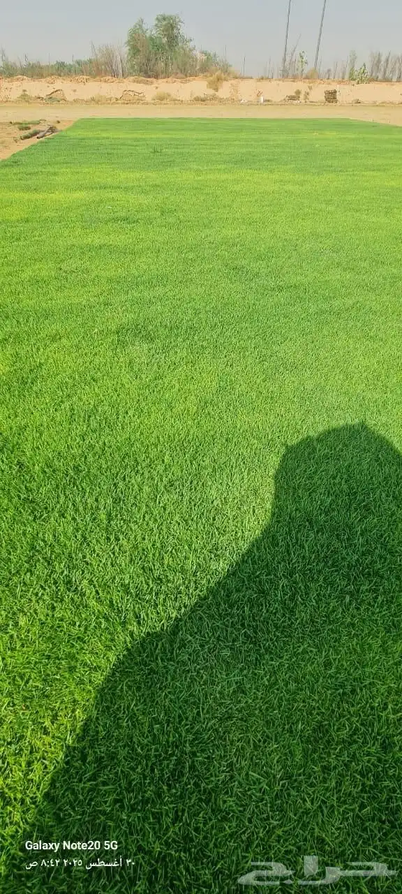 ثيل طبيعي انجيله 1