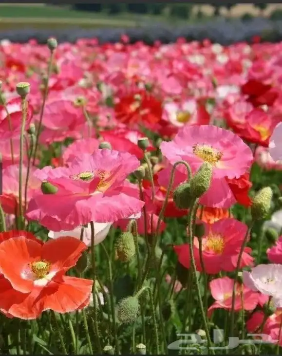 بكج ازهار الربيع البرية عرض خاص 2