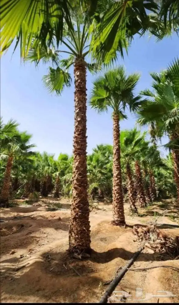 يوجد لدينا جميع انواع الشبوك انخيل واشجار الزيتون توريد وترك 8