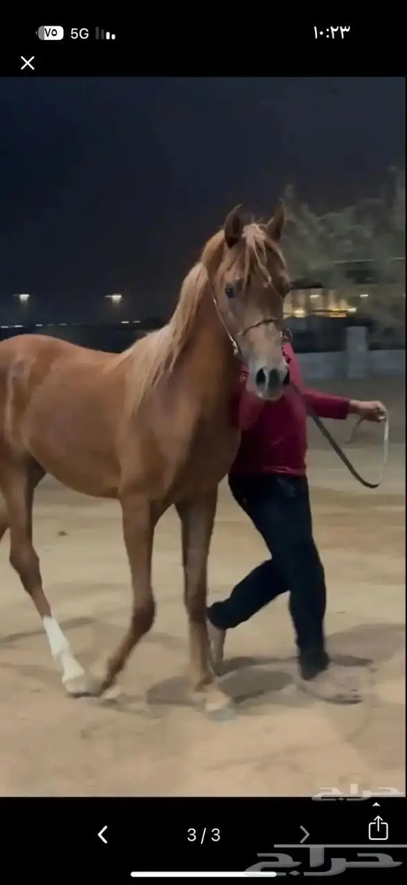 مهر للبيع العمر سنتين وثلاث اشهر 0
